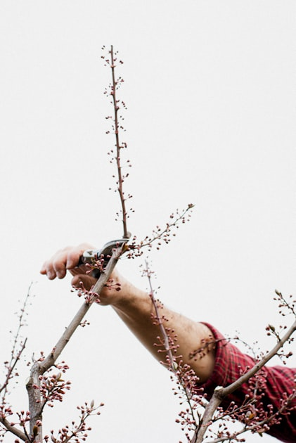 The Importance of Tree Pruning