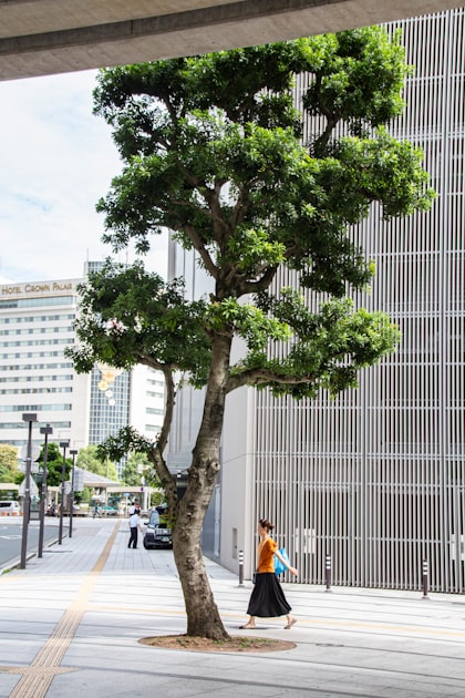 Tree Cutting Safety Guidelines